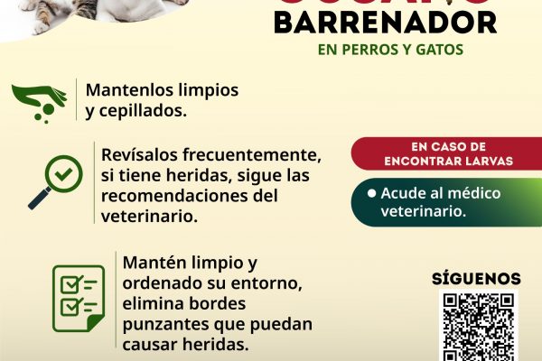 El #GusanoBarrenador puede afectar al ganado, mascotas y personas.